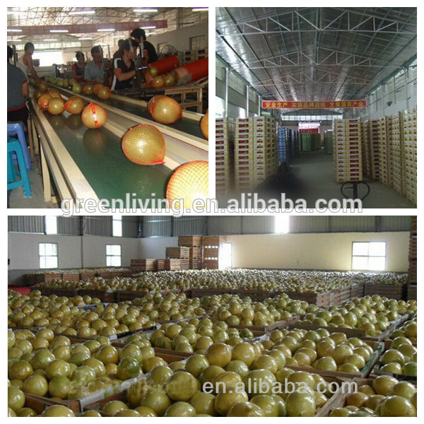 Sweet Pomelo High Quality Fresh 